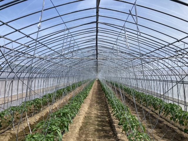 2枚 ハクリョク 200cm 30m 農POフィルム 両面仕様 遮熱 遮光 フィルム MKVアドバンス カ施 個人宅配送不可 代引不可