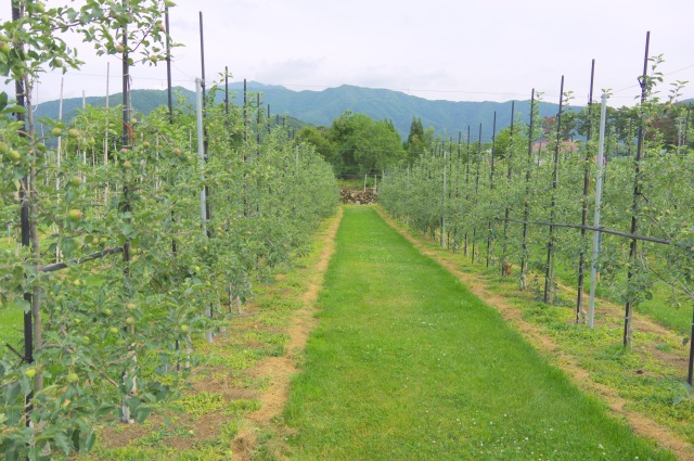 有機銅剤で登録変更 りんご削除や使用時期短縮