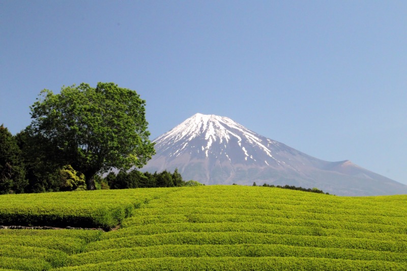 荒茶生産量2万1000t 5年産 一番茶統計静岡がトップ9060t