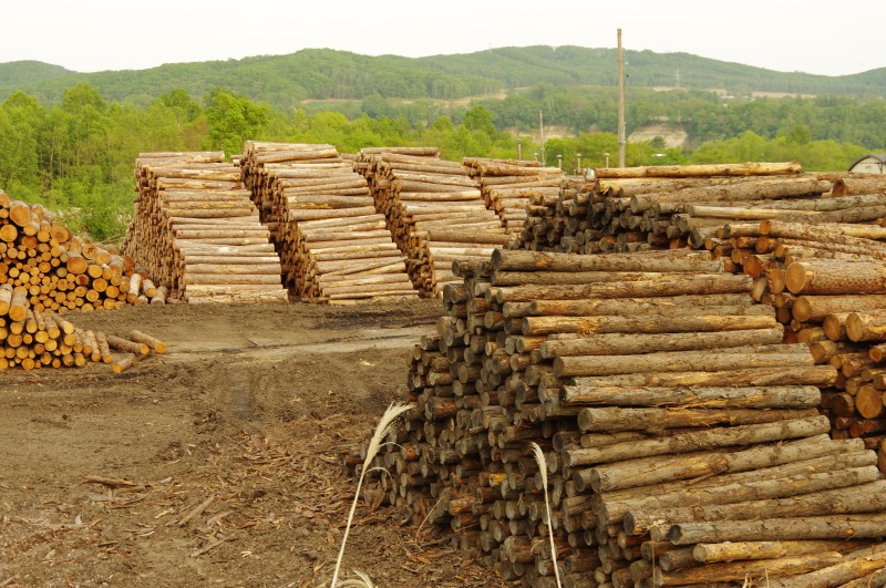 国産材供給2185万㎥ ＣＬＴ生産量は15％増加　3年木材統計